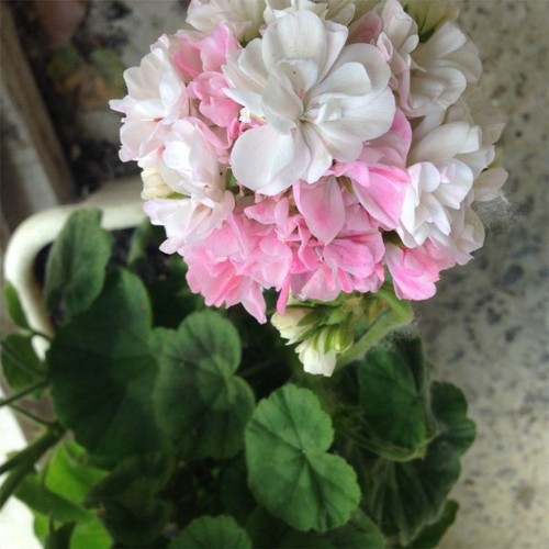 Pelargonium 'Drottningholm' - Pelargoon 'Drottningholm' P9/0,55L